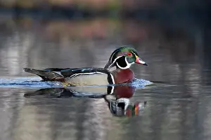 Anatidae Prints: RF - Wood duck (Aix sponsa) male in breeding plumage on water