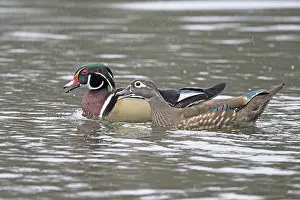 Anatidae Prints: RF - Wood ducks (Aix sponsa) pair on water in early spring rainfall