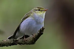 Warbler Prints: RF - Wood warbler (Phylloscopus sibilatrix) male