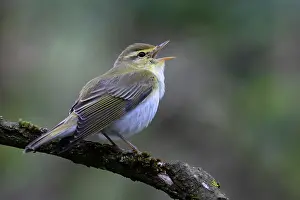 Vocalisation Prints: RF - Wood warbler (Phylloscopus sibilatrix) male