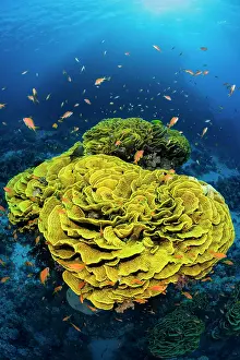 Serranidae Prints: RF - Yellow cabbage coral (Turbinaria reniformis) growing on a coral reef