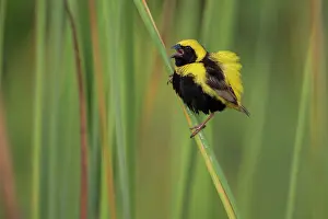 West Africa Prints: RF - Yellow-crowned bishop (Euplectes afer) male