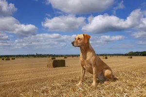 Images Dated 30th August 2013: RF- Yellow Labrador retriever sitting in cornfield, UK, August