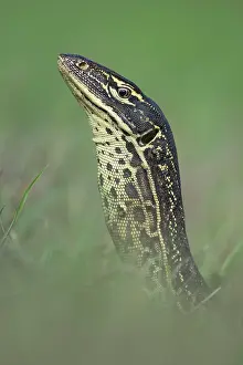 RF - Yellow-spotted monitor (Varanus panoptes) looking out from a high point on the Adelaide River floodplain, Northern Territory, Australia
