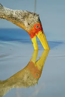 Ciconiidae Prints: RF - Yellowbilled stork (Mycteria ibis) feeding in water