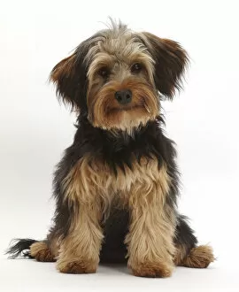 Crossbreed Collection: RF- Yorkipoo dog, Yorkshire terrier cross Poodle, Oscar, age 6 months
