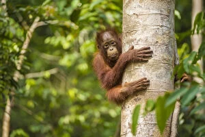 Orangutans Collection: RF - Young Bornean orangutan (Pongo pygmaeus) in tree. Tanjung Puting National Park