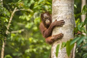 RF - Young Bornean orangutan (Pongo pygmaeus) in tree. Tanjung Puting National Park