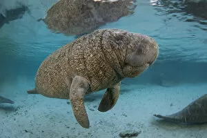 Images Dated 8th February 2010: RF- Very young Florida manatee (Trichechus manatus latirostrus) Manatees are often