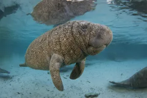 RF- Very young Florida manatee (Trichechus manatus latirostrus) Manatees are often