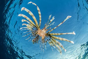 Blue Gallery: RF - Young lionfish (Pterois volitans) swimming near surface hunting silversides, at dusk