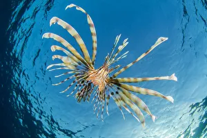 Scorpionfish Prints: RF - Young lionfish (Pterois volitans) swimming near surface hunting silversides, at dusk