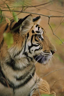 Animal Ears Gallery: RF- Young male Bengal tiger, head portrait in profile (Panthera tigris tigris)