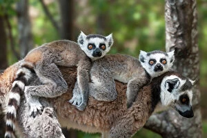 RF- Young Ring-tailed lemurs (Lemur catta) carried on mothers back, Madagascar