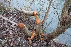 Damaged Prints: RF - Young trees gnawed by European beaver (Castor fiber) at water's edge