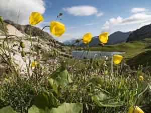 Papaveraceae Prints: Rhaetian poppy (Papaver rhaeticum) above lake in Dolomites at 2200m