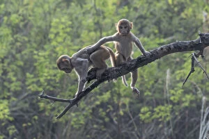 Rhesus macaque (Macaca mulatta), juveniles playing in tree, Keoladeo NP, Bharatpur, India
