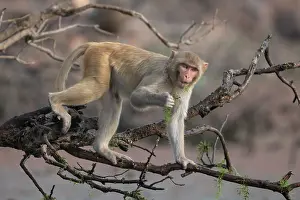 Macaca Prints: Rhesus macaque (Macaca mulatta) juvenile