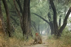 Rhesus macaque (Macaca mulatta) sitting on track in Keoladeo Ghana / Bharatpur NP