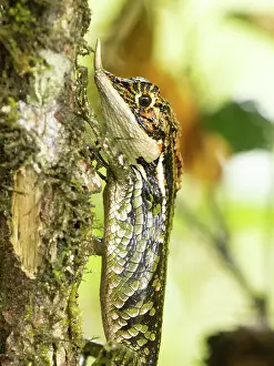 Sri Lanka Prints: Rhino-horned lizard (Ceratophora stoddartii) resting on tree trunk