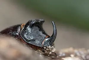 Portugal Prints: Rhinoceras beetle (Oryctes nasicornis) portrait, Portugal. June