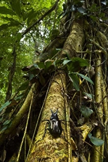 Rhinoceros beetle (Chalcosoma moellenkampi) climbing up tree trunk, Danum Valley Reserve
