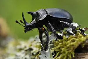Images Dated 24th April 2015: Rhinoceros beetle, (Oryctes sp) on a moss covered tree trunk, Tangjiahe National Nature Reserve