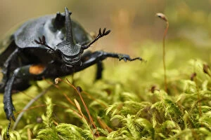 Rhinoceros beetle, (Oryctes sp) on a moss covered tree trunk, Tangjiahe National Nature Reserve