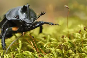 2018 December Highlights Prints: Rhinoceros beetle, (Oryctes sp) on a moss covered tree trunk