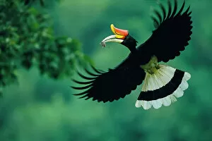 Images Dated 13th October 2022: Rhinoceros hornbill (Buceros rhinoceros) male inflight, carrying mouse prey back to nest