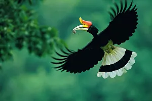 Rhinoceros hornbill (Buceros rhinoceros) male inflight, carrying mouse prey back to nest, Budo-Sungai Padi National Park, Thailand