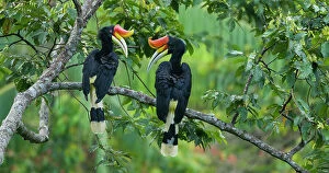 November 2022 Highlights Gallery: Two Rhinoceros hornbills (Buceros rhinoceros) perched in tree canopy looking at each other