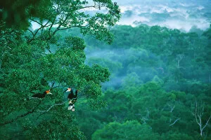 Images Dated 13th October 2022: Three Rhinoceros hornbills (Buceros rhinoceros) perched high in tree canopy with lowland