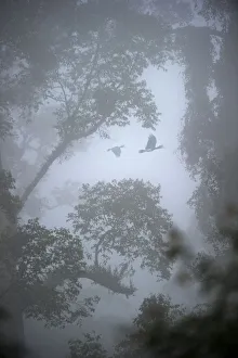 Malaysia Prints: Rhinoceros hornbills (Buceros rhinoceros) pair flying over the canopy with mist hanging