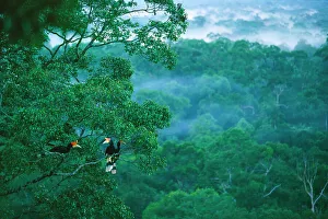 Three Rhinoceros hornbills (Buceros rhinoceros) perched high in tree canopy with lowland rainforest below, Gunung Palung National Park, Borneo, Indonesia