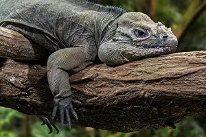 Iguana Prints: Rhinoceros iguana (Cyclura cornuta) resting in tree