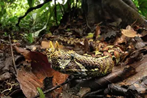 Viper Prints: Rhinoceros viper (Bitis nasicornis) sub-adult