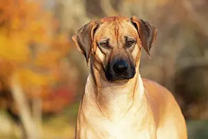 Eastern Usa Prints: Rhodesian ridgeback, male, in late autumn, portrait, Connecticut, USA. November