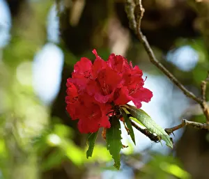 Rhododendron Prints: Rhododendron (Rhododendron arboreum) in flower, Uttarkhand, India