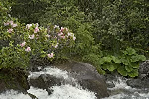 Rhododendron (Rhododendron souliei) and Leopard plant (Ligularia sp) on bank of river