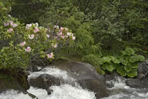 Rhododendron Prints: Rhododendron (Rhododendron souliei) and Leopard plant (Ligularia sp) on bank of river