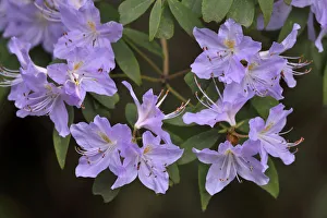 Images Dated 2015 April: 19 Apr 2015 Collection