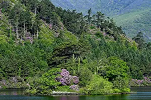 Rhododendron Prints: Rhododendrons in flower along Glenmore Lake