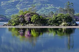 Rhododendron Prints: Rhododendrons in flower along Glenmore Lake reflecting in the water