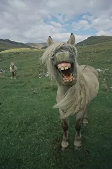 Rhum pony, mouth wide open, Isle of Rhum, Scotland, UK