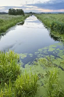 Images Dated 9th June 2011: Rhyne (drainage ditch) on Butleigh Moor, Somerset Levels, Somerset, England, UK