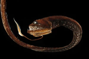 Deep Sea Gallery: Ribbon sawtail fish (Idiacanthus fasciola) from Atlantic Ocean, at a depth of 800-1000m