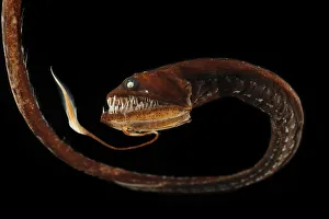 Ribbon sawtail fish (Idiacanthus fasciola) from Atlantic Ocean, at a depth of 800-1000m