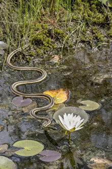 Ribbon snake (Thamnophis saurita) gliding over water surface towards a Fragrant water lily (Nymphaea odorata)