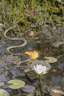 Nymphaea Prints: Ribbon snake (Thamnophis saurita) gliding over water surface towards a Fragrant water lily (Nymphaea odorata)